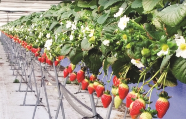 ‘THE HOUSE 아침에 딸기’ 농장에서 재배한 딸기 (사진=스마트팜 코리아)