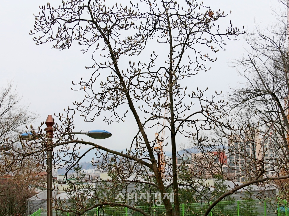 남한산성 아래 동문 일대 목련에는 꽃망울이 맺혔다.
