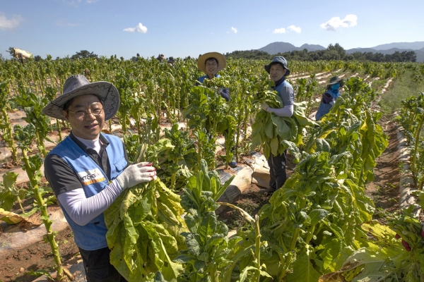 KT&G 원료본부 및 김천공장 임직원들이 김제시 봉남면의 잎담배 농가를 방문해 수확 봉사활동하고 있는 현장 사진이다.(사진=KT&G 제공)
