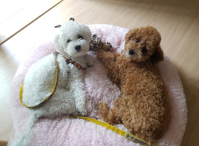 ‘반려동물 1천만 시대’를 맞아 강원도 내 지자체와 관광업계가 반려동물 시장 선점을 위한 경쟁에 뛰어든다. 반려동물 사진(촬영 정빛나). 춘천=연합뉴스