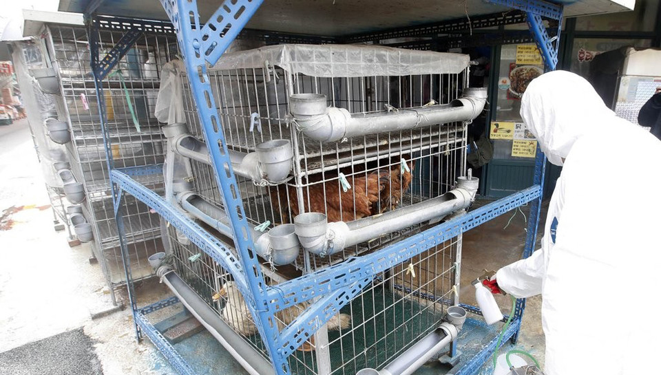 광주 북구 우산동의 한 재래시장에서 닭·오리 판매업소에서 조류인플루엔자(AI) 예방을 위한 방역 소독을 하고 있다. 사진 연합뉴스