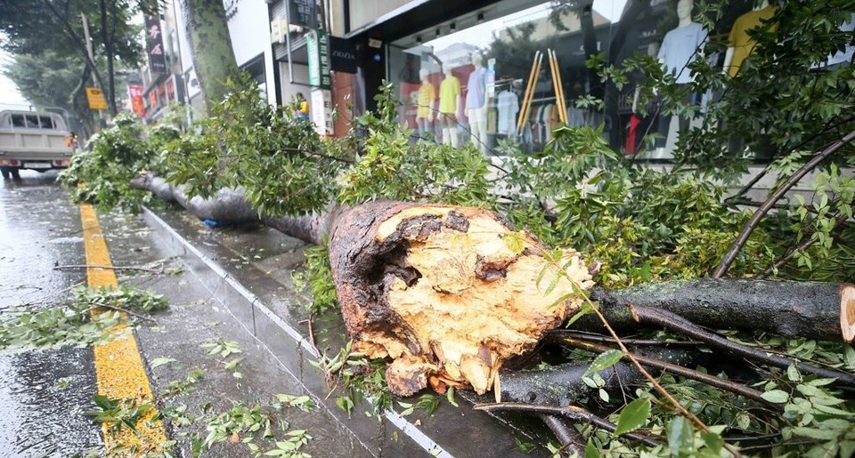 제8호 태풍 바비가 제주를 강타한 26일 오전 제주시 연동 거리에 가로수가 쓰러져 있다. 연합뉴스