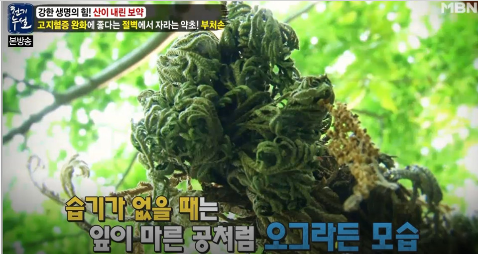 부처손 효능을 올린 블로그 사진 캡쳐