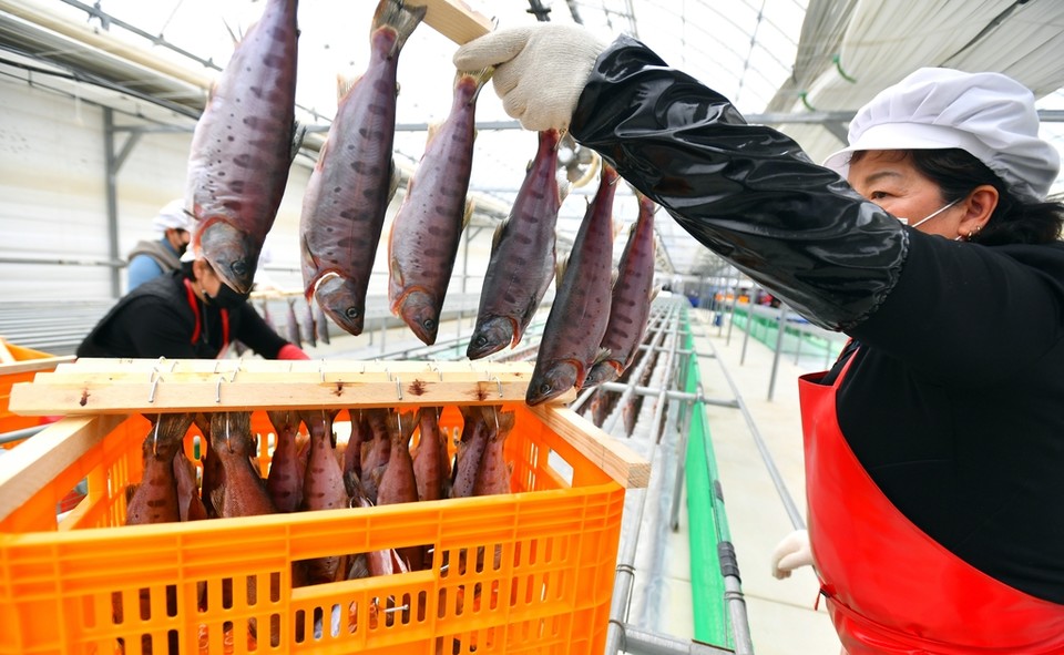 강원도 화천군 산천어. 연합뉴스