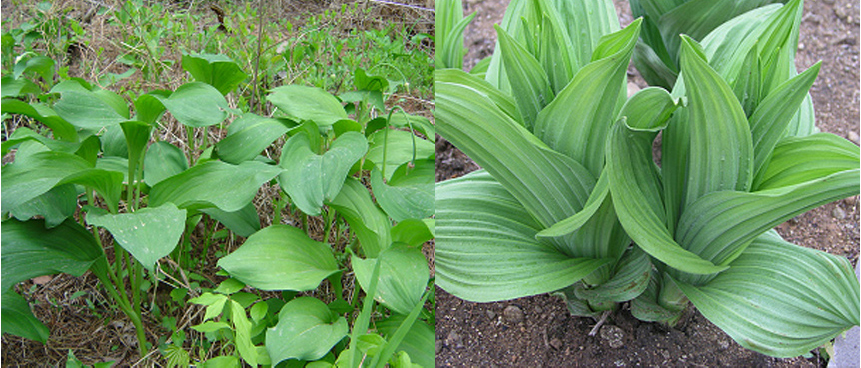 왼쪽이 명이나물, 오른쪽이 독초인 박새. 자료=식약처