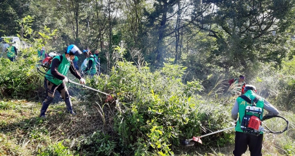 기계톱으로 벌초하는 장면. 연합뉴스