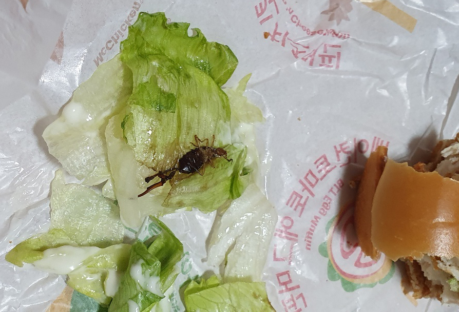 지난 6월 맥도날드 청주비하DT점에서 판매된 햄버거에서 벌레가 나왔다. 사진=소비자경제