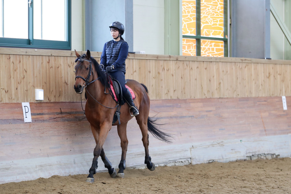 경주마로서 충분한 성공 스토리를 이룩한 ‘석세스스토리’는 현재 승용마로서 제2의 마생을 살아가고 있다. [사진=한국마사회]