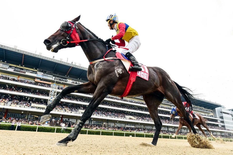 문학치프 [사진=한국마사회]