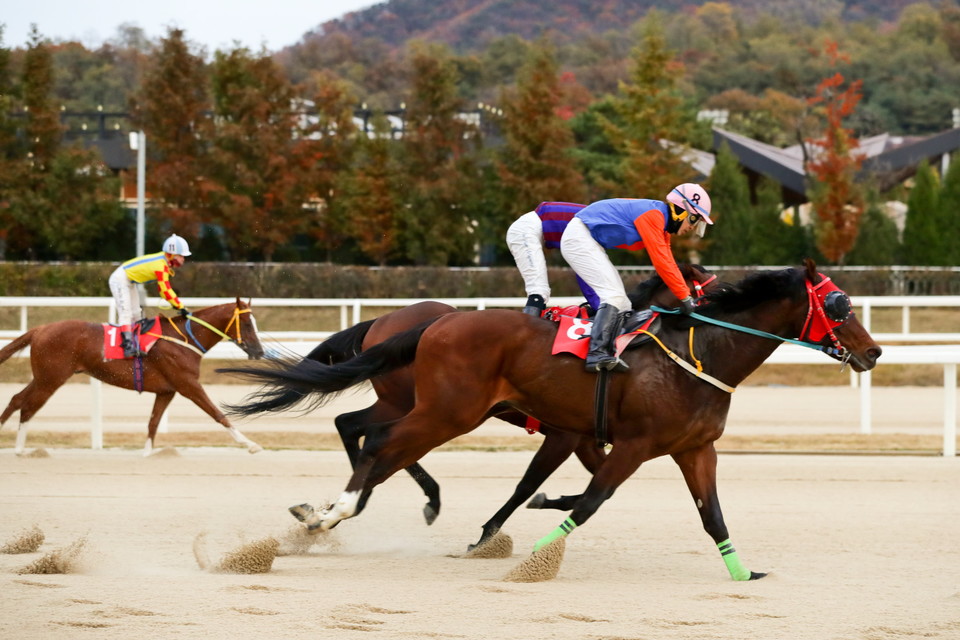 위너스맨[사진=한국마사회]