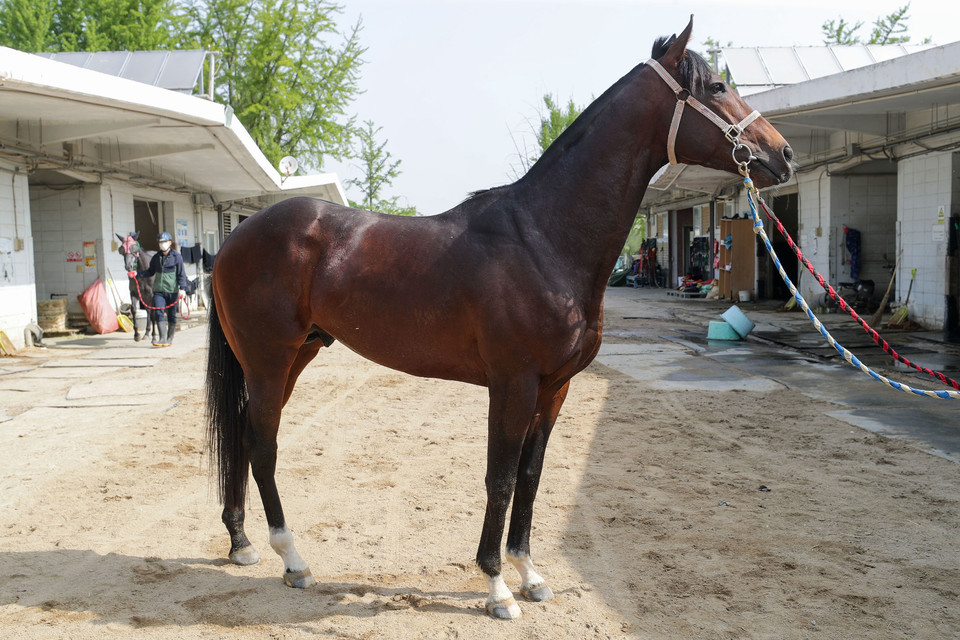 굿필승[사진=한국마사회]