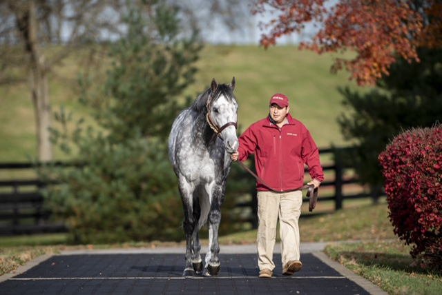 올해 미국에서 씨수말 활동을 시작한 한국마사회 경주마 닉스고 [사진=한국마사회]