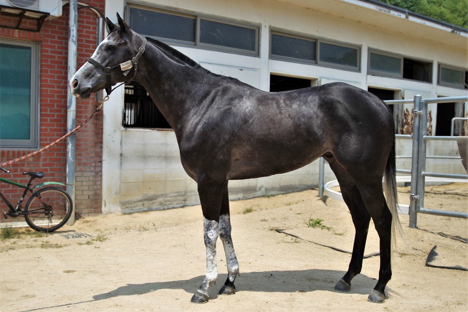 부경 ‘석세스마초’ [사진=한국마사회]