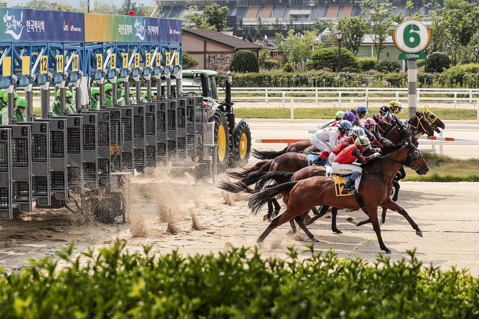 한국마사회의 고용유지율 저조현상이 지속되면서 말산업 인력을 전문화하고 취업 지원을 강화해야 한다는 지적이 제기됐다. 사진은 서울경마공원 경주장면 [사진=한국마사회]