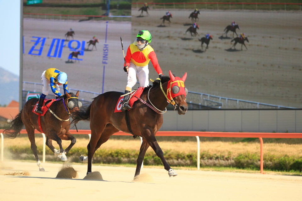 캡틴양키 [사진=한국마사회]