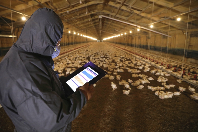 농장주가 스마트기기를 통해 스마트팜 시스템을 관리하고 있다. [사진=하림]