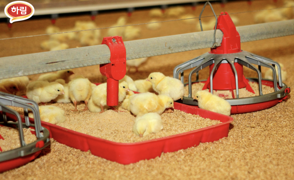 종합식품기업 하림은 닭고기 수급 불안정을 해소하고 가격 안정을 위해 닭고기 입식 및 공급물량을 늘려 선제적 지원에 나선다. [사진=하림]