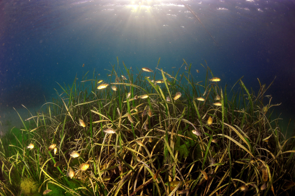 대표적인 블루카본인 잘피는 해양생태계법에 의해 지정된 해양보호생물로, 지난 2009년부터 한국수산자원공단이 경상남도 거제시 다대∙다포리 해역에 군락지인 잘피숲을 조성해 거제시가 관리 활동을 해오고 있다.  [사진=효성]