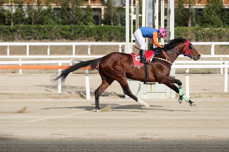 2023년 헤럴드경제배 우승을 차지한 위너스맨과 서승운 기수 [사진=한국마사회]