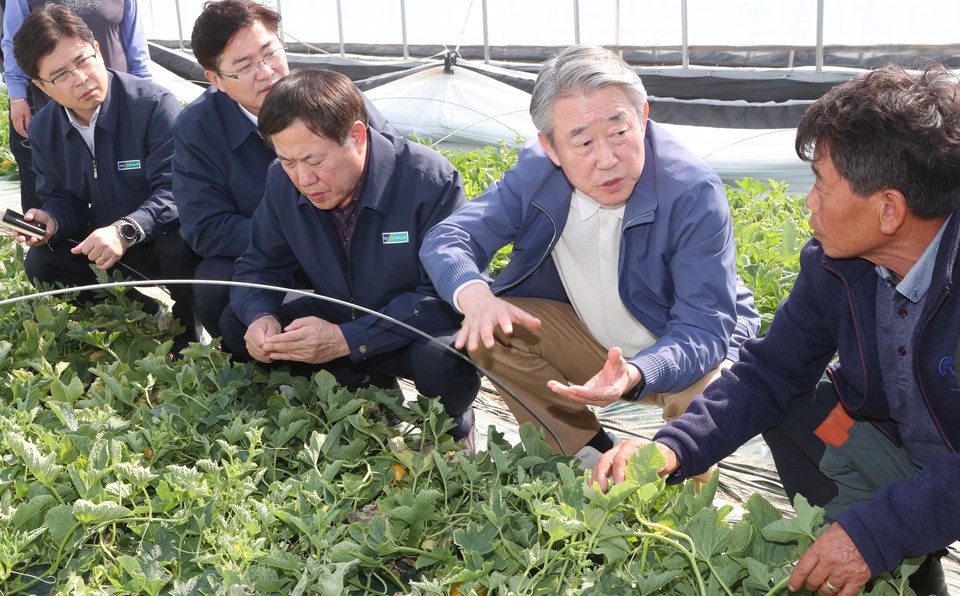 강호동 농협중앙회장은 15일 경북 성주군 참외농가를 방문해 일조량 부족에 따른 생육부진피해현장을 점검하고, 농업인을 위로했다. [사진=농협중앙회]