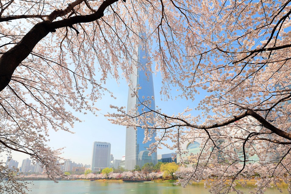 지난해 벚꽃이 만개한 석촌호수와 롯데월드타워 전경.  [사진=롯데물산] 