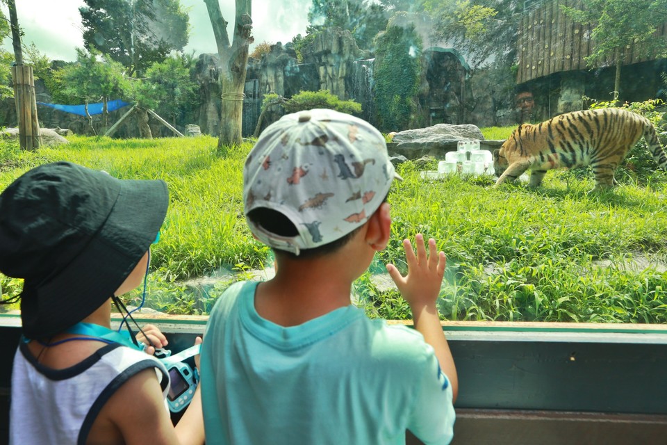 서울대공원은 개천절 연휴를 맞아 멸종위기종 보전교육 ‘토종동물 이어가기’ 보전 교육을 운영한다. 사진은 경기도 과천 서울대공원을 찾은 어린이들이 호랑이를 바라보며 즐거워 하는 모습. (사진=연합뉴스)